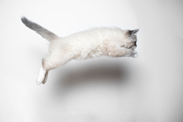 side view of a blue silver tabby point white ragdoll kitten jumping in front of white background