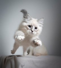 Fototapeta na wymiar cute playful blue silver tabby point white ragdoll kitten jumping playing looking ahead very focused