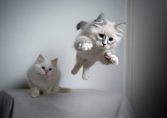 cute playful blue silver tabby point white ragdoll kitten jumping and flying in the air playing and looking ahead very focused. another kitten is watching in the background © FurryFritz