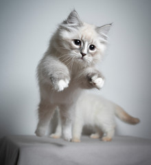 cute blue silver tabby point white ragdoll kitten jumping indoors flying in the air looking focused playing