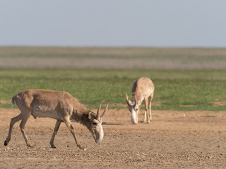 saiga