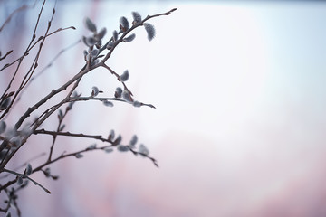 pussy-willow willow / branches bloom, spring concept, Easter holiday, background