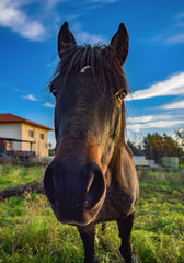 portrait of a horse, greek village outside thessaloniki
