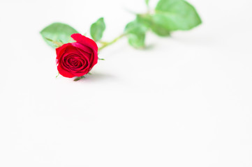 Happy Valentine's Day background. beautiful red rose background