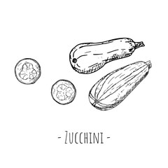 Hand-drawn isolated zucchini. Vector cartoon illustrations. 