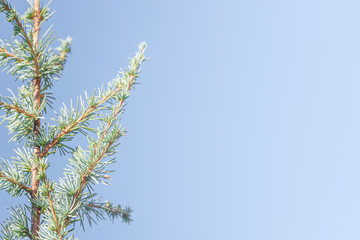 Young evergreen Spruce Tree as a background and texture with copy space, details, closeup