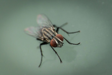 fly on window
