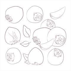  sketch vector. coloring. Persimmon set. Organic food. Diet products. vegetarianism and raw food diet