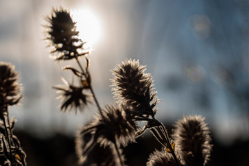 Flower seeds out of focus, abstract, photographed against the light, herb seeds, meadow seeds, out of focus, macro