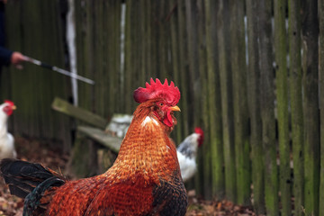 Portrait of brown Leghorn rooster and hen near wooden fence