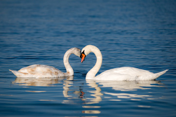 Two swans on water iv sign heart 