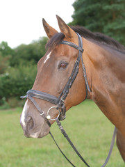 Obraz premium Horse Headshot