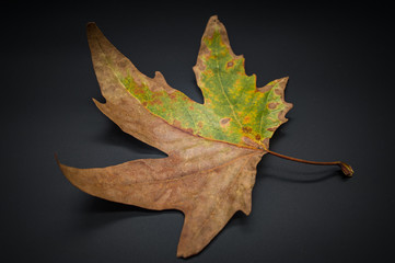 autumn leaf on black background