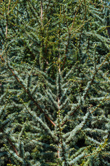 Young evergreen Spruce Tree as a background and texture, details, closeup