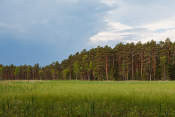 The creen meadow at the edge of pine forest