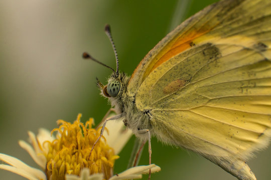 yellow butterfly on camomile flower