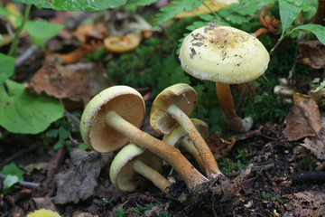 Pholiota alnicola, known as Alder Scalycap, wild mushrooms from Finland