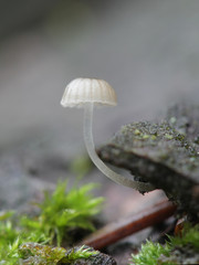 Mycena hiemalis, known as the Winter Bonnet, mushrooms from Finland