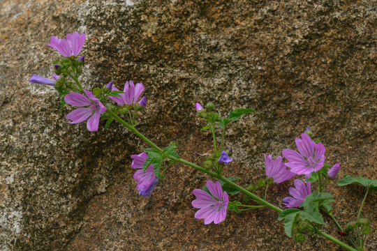 Wilde Malve, Malva sylvestris	