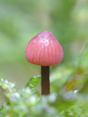 Mycena rosella, known as the pink bonnet, wild mushrooms from Finland