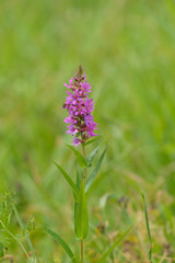 Gewöhnlicher Blutweiderich ,(Lythrum salicaria)