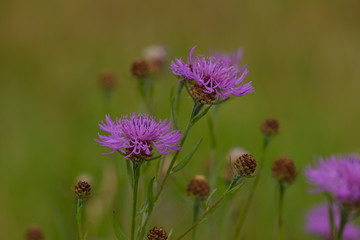Fototapeta premium Wiesen-Flockenblume (Centaurea jacea)