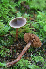 Cortinarius anthracinus, wild webcap mushrooms from Finland