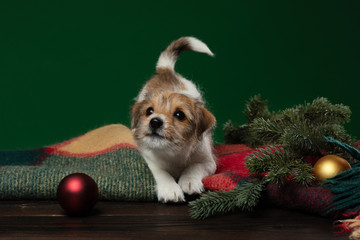 Puppies jack russell terrier on a green background. Dog with Christmas decorations. Cute animals
