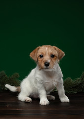 Puppies jack russell terrier on a green background. Dog with Christmas decorations. Cute animals