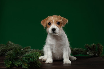 Puppies jack russell terrier on a green background. Dog with Christmas decorations. Cute animals