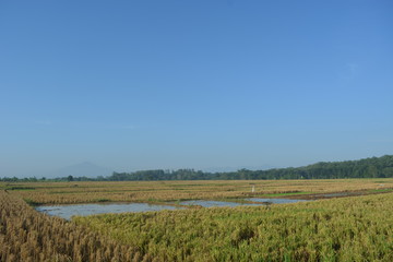 Obraz premium field and blue sky