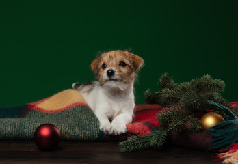 Puppies jack russell terrier on a green background. Dog with Christmas decorations. Cute animals