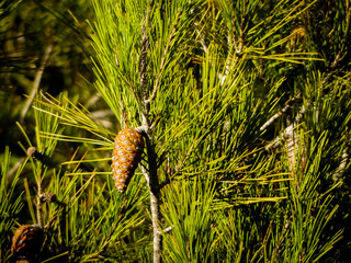 Pine of a Pinus halepensis.
