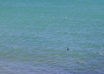 bird swimming in the sea