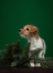 Puppies jack russell terrier on a green background. Dog with Christmas decorations. Cute animals