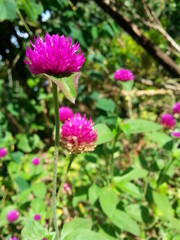 Obraz premium flowers in the garden