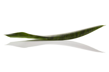 Snake plant isolated on white.