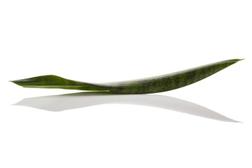 Fototapeta premium Snake plant isolated on white.