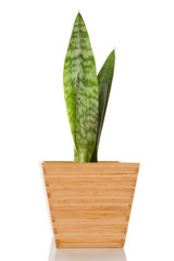Sansevieria in pot isolated.