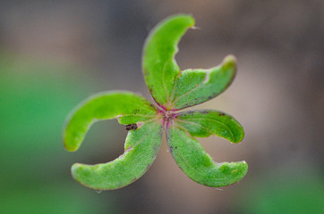 Fototapeta na wymiar clover on green background