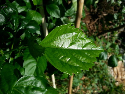 green plant in the garden