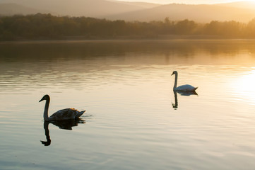 Fototapeta premium white swans on an autumn lake on a sunny day