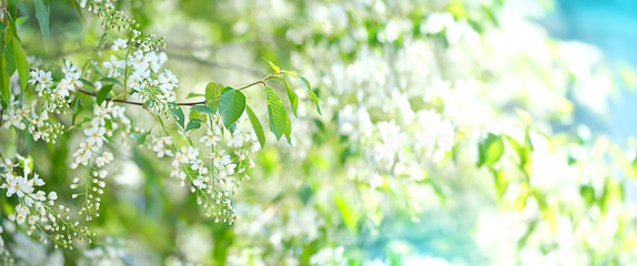 bird cherry flower blossoms. bird cherry blossom branch on abstract blurred background. Elegant...
