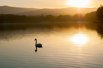 white swans on an autumn lake on a sunny day