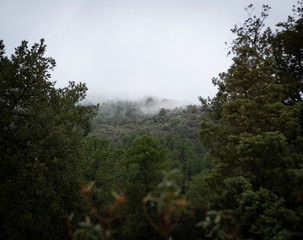 Obraz na płótnie Canvas Niebla matinal entre los arboles de las montañas en una mañana fria