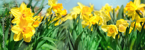 beautiful gentle spring background with yellow daffodils. Daffodil floral background. Easter Spring Flowers, elegant Springtime blossom scene. banner. shallow depth. close up