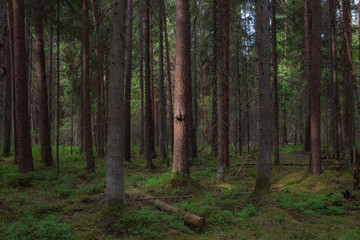 Fototapeta premium Pine tree trunks, young and old fallen trees in the wood