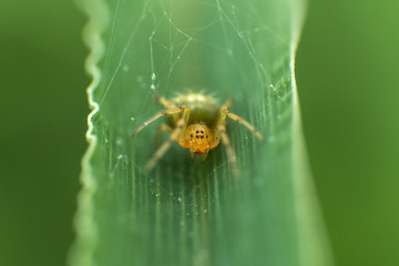 yellow spider on grass stripe 