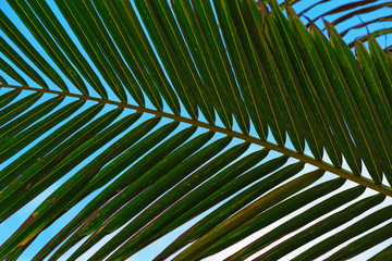 Close-up of natural palm leaf against blue sky