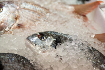 sea bream in the frost ready to be cooked